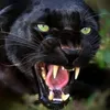 bla.ckpanther