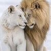 leobod