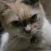 aiaeaeaea