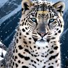princeawiskhan1
