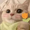 chiu.chu46