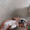 ccesartranqui