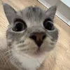 neeeebooooo