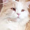 3iya_25