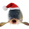 peixe_comgorro