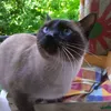 .catsgirl01