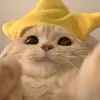 vngngc532