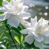 mae.kshwe.naing.n