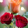 user6197547177043