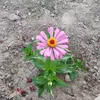 malika.biswar