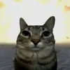 raikantopeniomsim