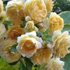 maria.mihaela62