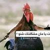 wed.wadalos