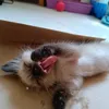 bartira.gata