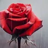 user41619562046300