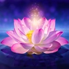 lotus.magic1