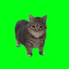OlIA Cat