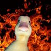 disaster.duck