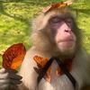 tropical_bibizan