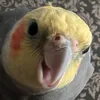 mistycockatiel
