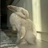 ..alinamausii