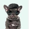 doglover