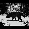 wolfdog1707