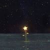 starry_fern_
