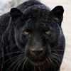 El lobo no trabaja en un circo