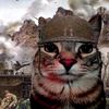 gato_1015