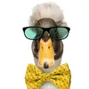mr.yellow_ribbon_duck