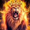 lion.2363