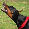 doberman22.doberm