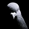 2835737user2847472