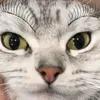 meooowgli