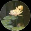 ilie5_0