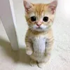 sr.gato85