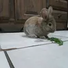bianquimolesta