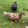 fellowearthling01