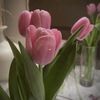 tulip.pka