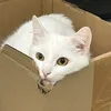 kitty.lien