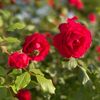 usman.safdar844