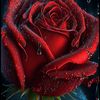 user4173012626581