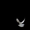 bek_749
