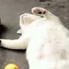 catpusameowy