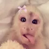 cherryward0