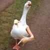 duckduckseriousgoose