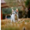 nala_56591