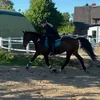 holsteiner_chanel