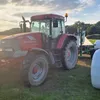 cattle620